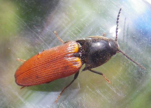 Réf. 230 964 : Ampedus sp.